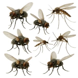 Beste oplossingen tegen vliegende insecten